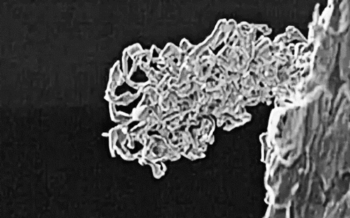 锂枝晶如何刺穿隔膜